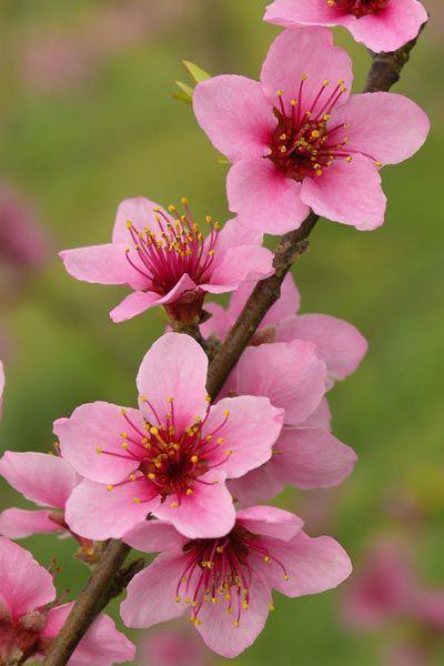 Enchanted Evening Floral Symphony